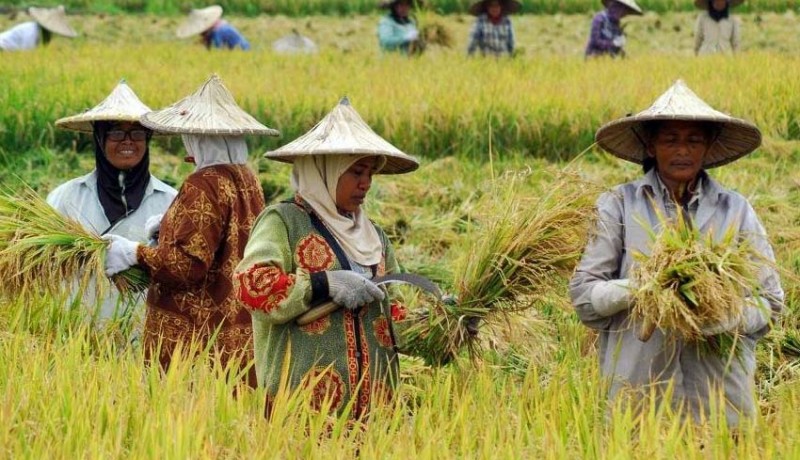 Potensi pertanian Desa Pamayahan